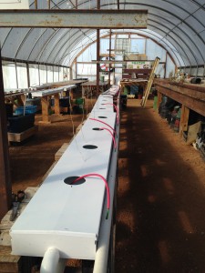 nutrient film hydroponics growing tubes