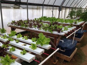 Industrial Country Market - Hydroponics Lettuce
