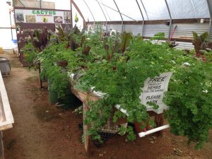 Industrial Country Market - Hydroponic Herbs