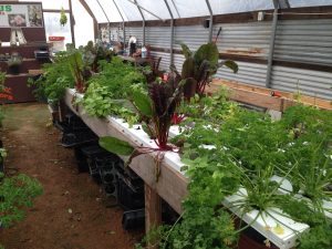 Industrial Country Market - Hydroponic Growing Tubes