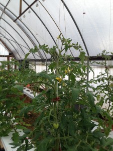 Industrial Country Market - Hydroponic Tomatoes Showing Support and Clips