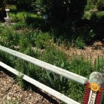 Centennial Garden Weeds for Sale - Comstock Nebraska