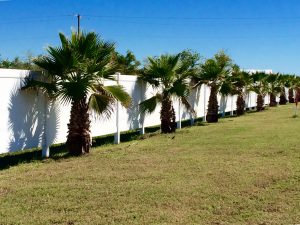 Cooling Springs Awesome Palm Trees in Lake Charles Louisiana