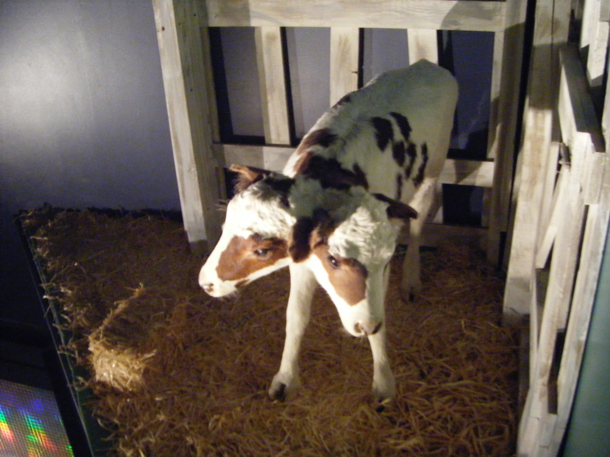 Two headed calf at Ripley's Believe it or Not in Branson MO