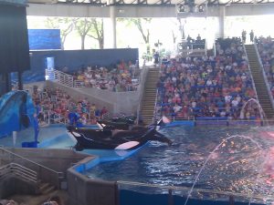 Sea World San Antonio - Orca Killer Whale