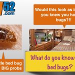 rv bed bug quick info page