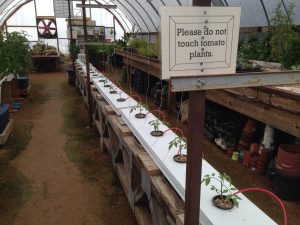 Industrial Country Market - Hydroponics Tomatoes