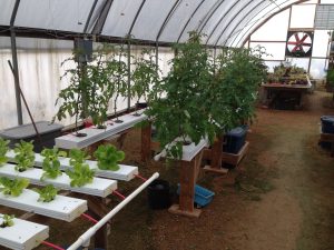 Industrial Country Market - Hydroponics Tomatoes Climbing a String