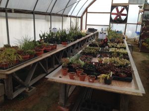 Industrial Country Market - Succulents in the Greenhouse