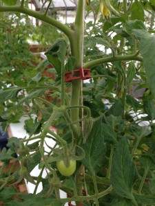 Industrial Country Market - Hydroponic Tomatoes Showing Clip Closeup