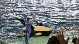 Sea World San Antonio - Orca Killer Whale flipped