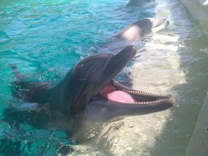 Sea World San Antonio - Dolphin Laughing
