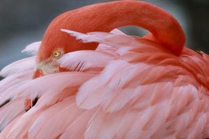 flamingo gardens wildlife everglades fort lauderdale florida